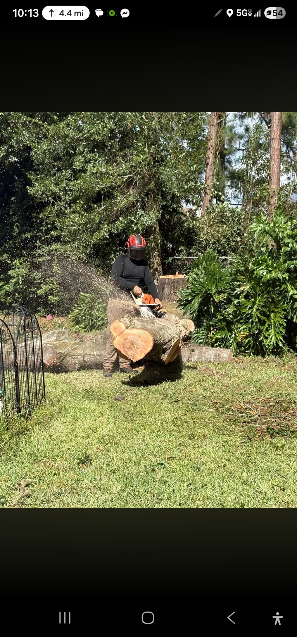 Tree Pro crew cutting through large fallen tree with chainsaw — Volusia County FL