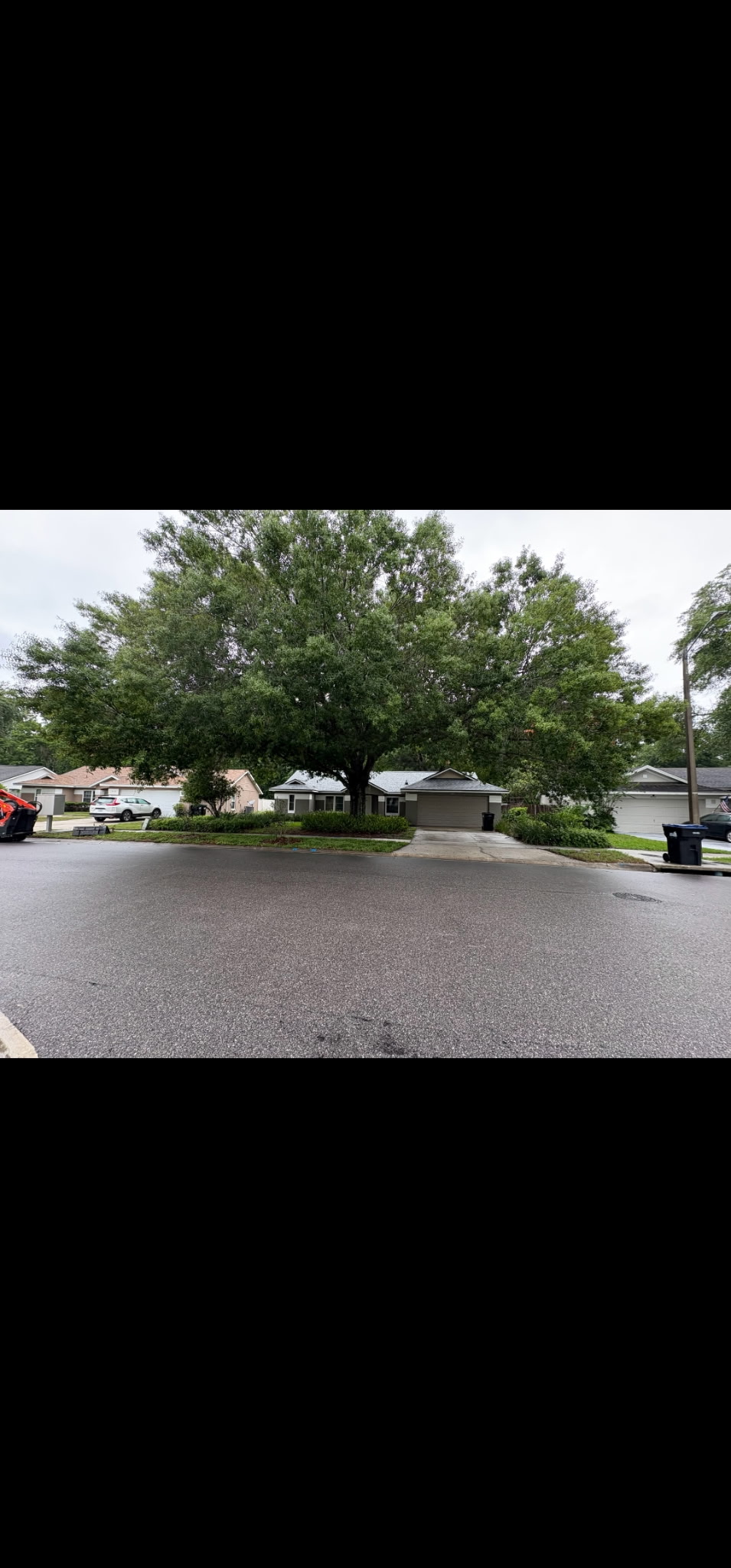 Healthy oak tree in residential neighborhood after tree service — Volusia County FL