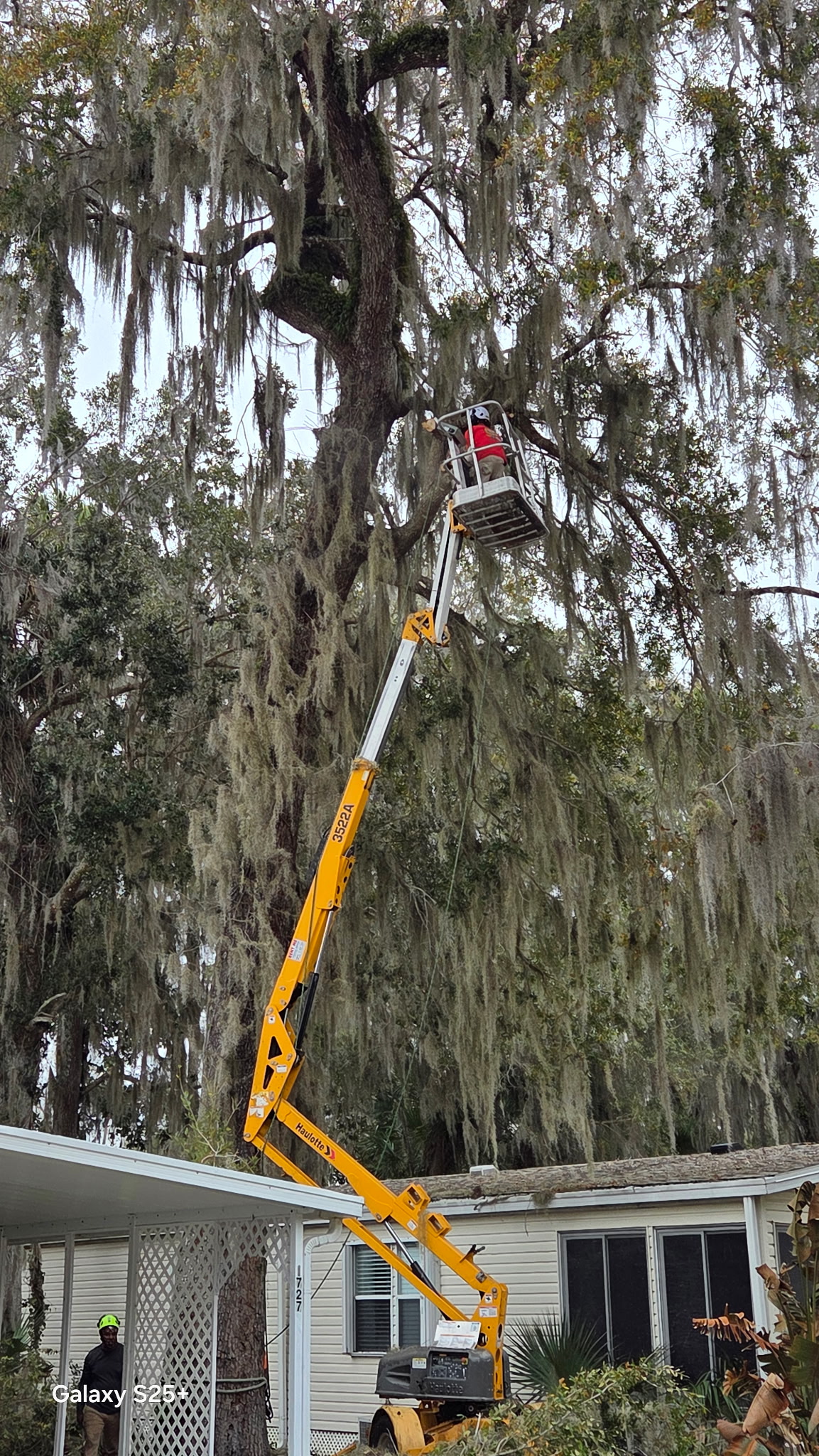 Aerial lift working in large Spanish moss oak — technical tree job Volusia County FL