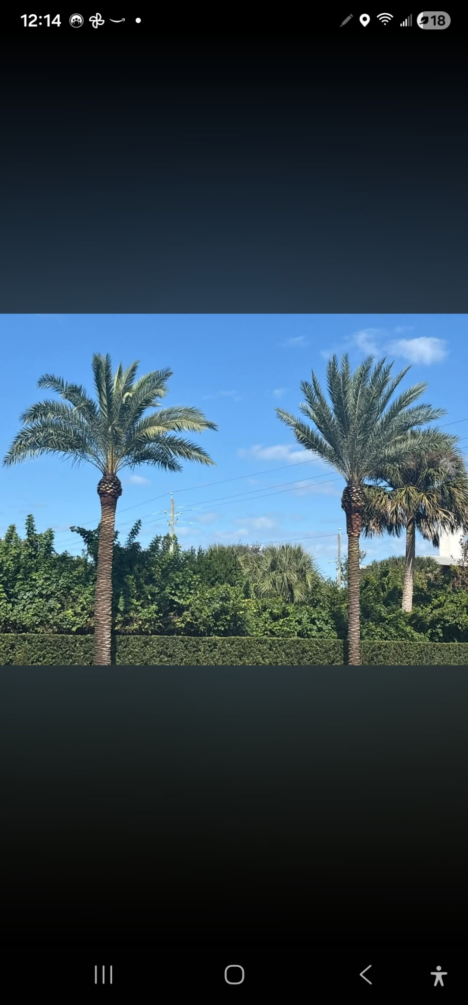 Tree Pro crew at work in Volusia County FL