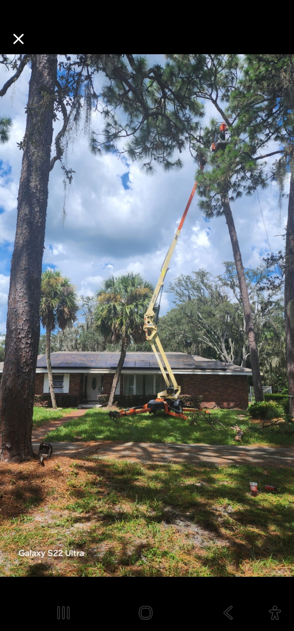 Crew in aerial lift trimming tall palm trees — Volusia County FL